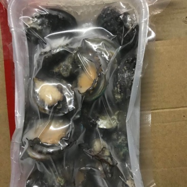 鲍鱼