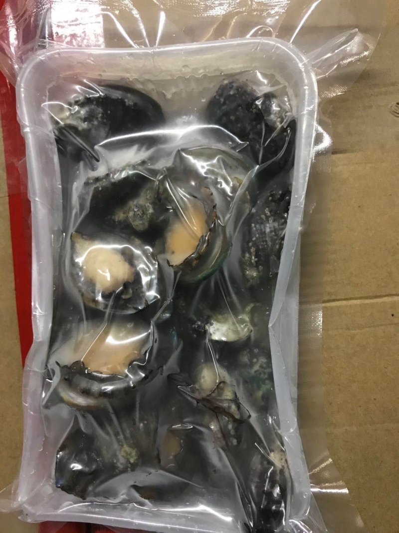 鲍鱼