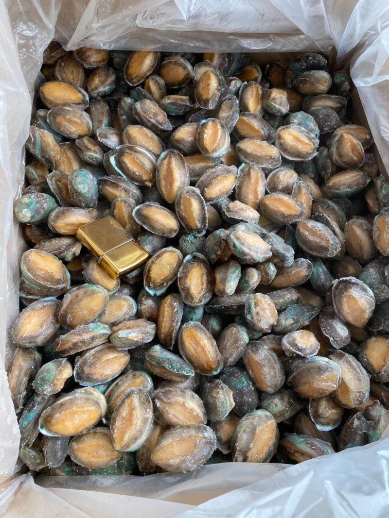 鲍鱼