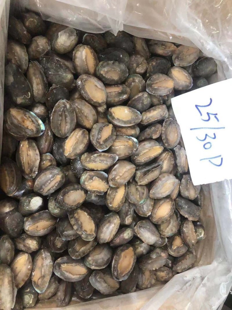 鲍鱼