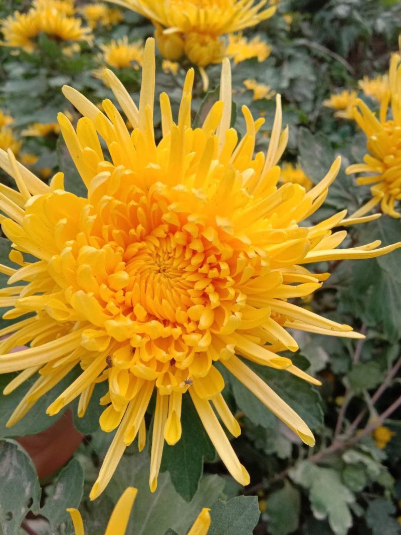 菊花茶