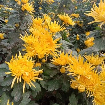 菊花茶