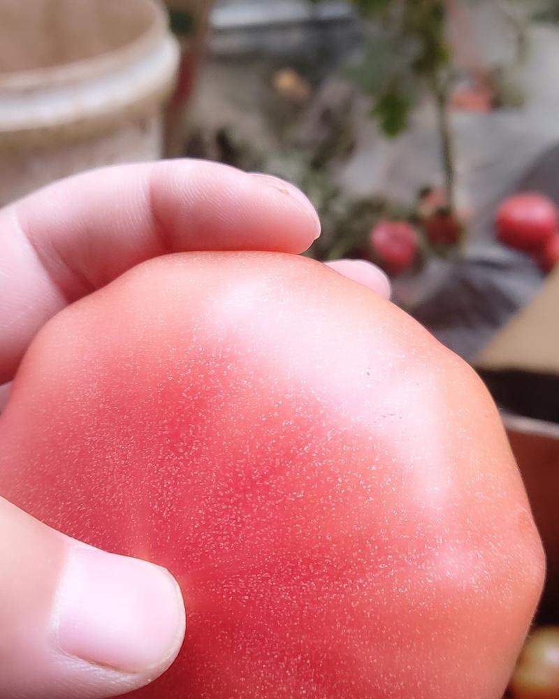 安徽普罗旺斯水果西红柿沙瓤番茄按需分拣产地直供欢迎咨询
