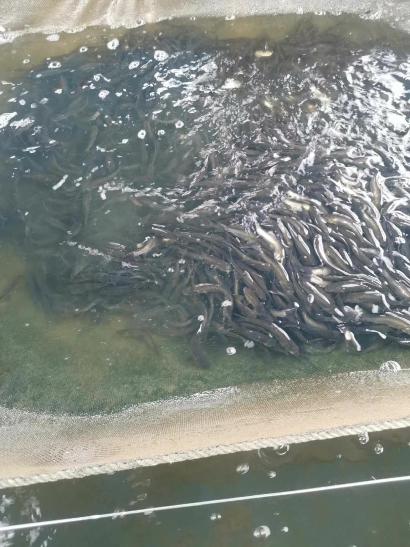 广东东莞青鱼苗成活率高可代发支持视频看货
