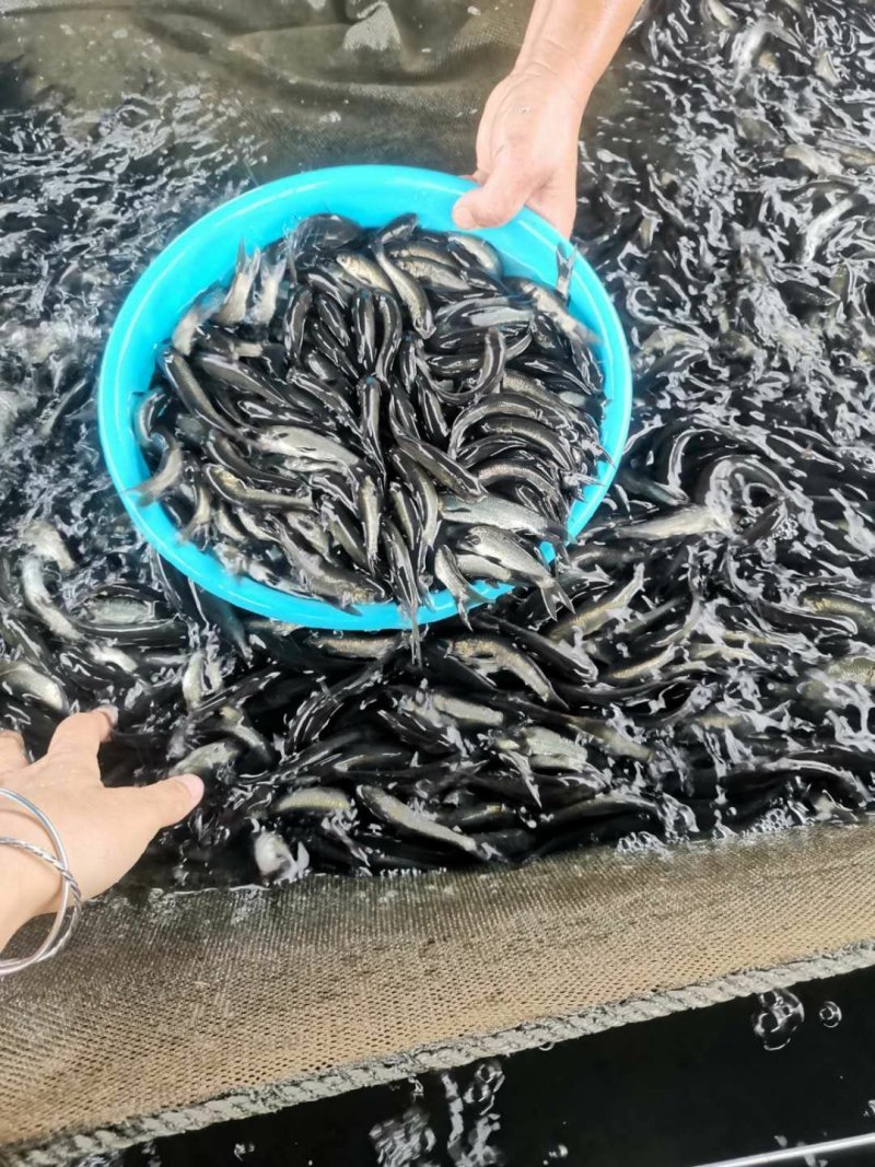 广东东莞青鱼苗成活率高可代发支持视频看货