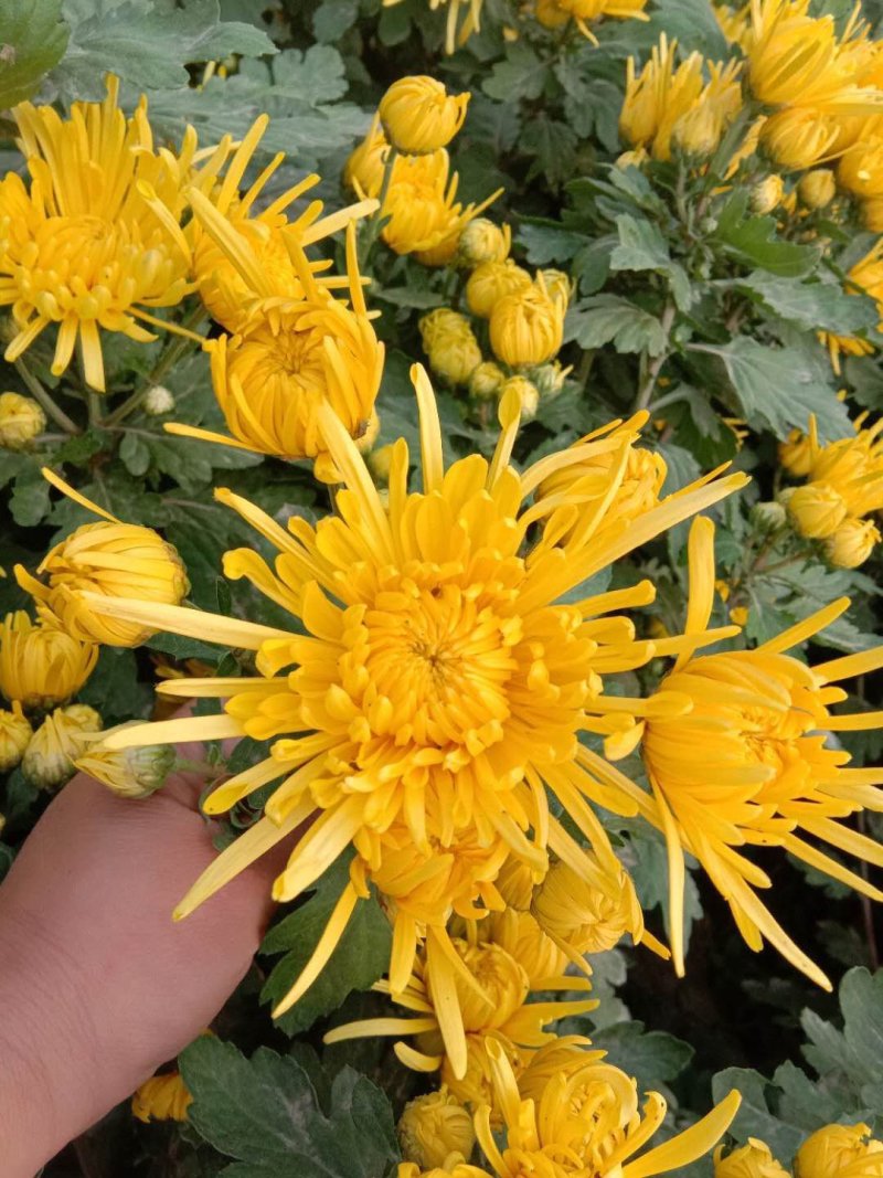 菊花茶苗