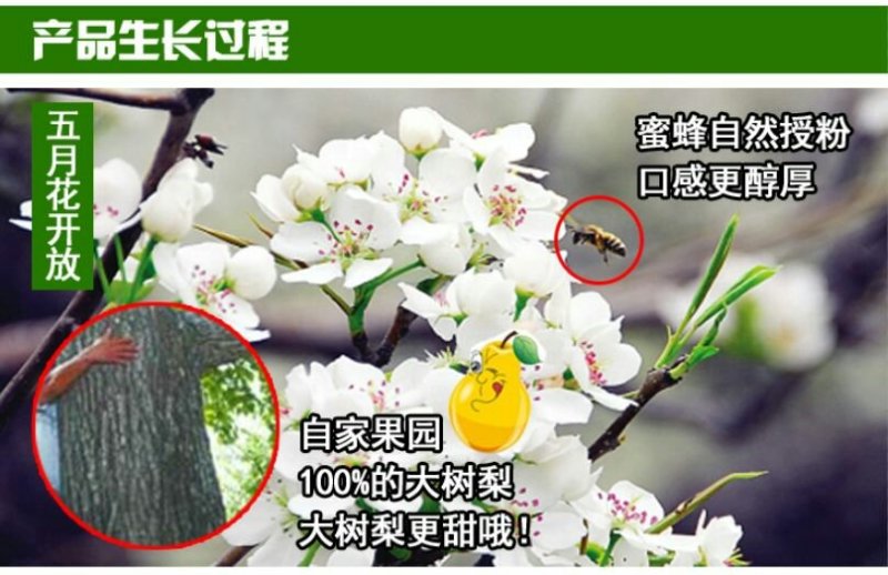 山东烟台国光苹果5斤装山东特产新鲜水果包邮