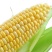 云南新鲜现摘水果甜玉米棒原产地3斤5斤蔬菜批发