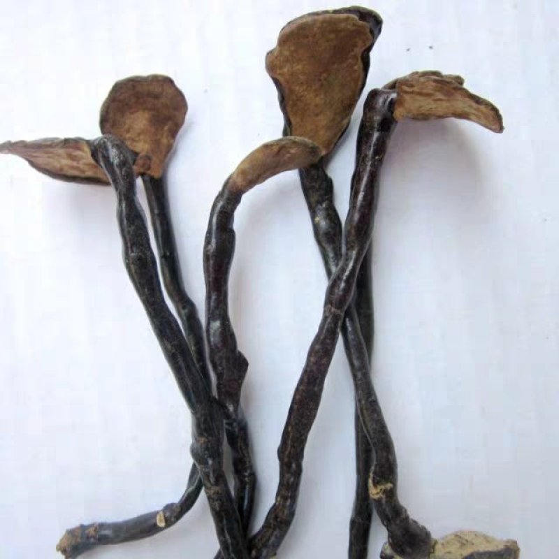 非野生灵芝竹芝竹芝非野生竹芝煲汤芝