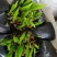 蒲葵播种苗棕榈科植物园林绿化观叶植物
