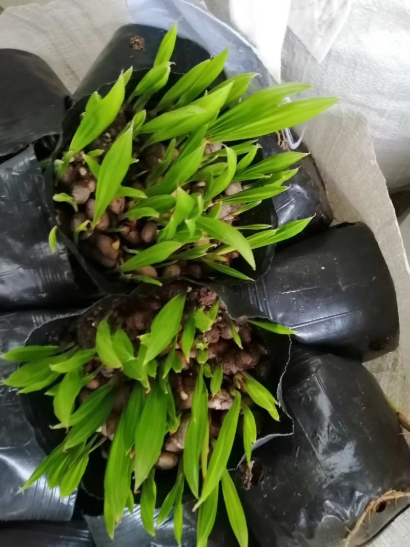 蒲葵播种苗棕榈科植物园林绿化观叶植物