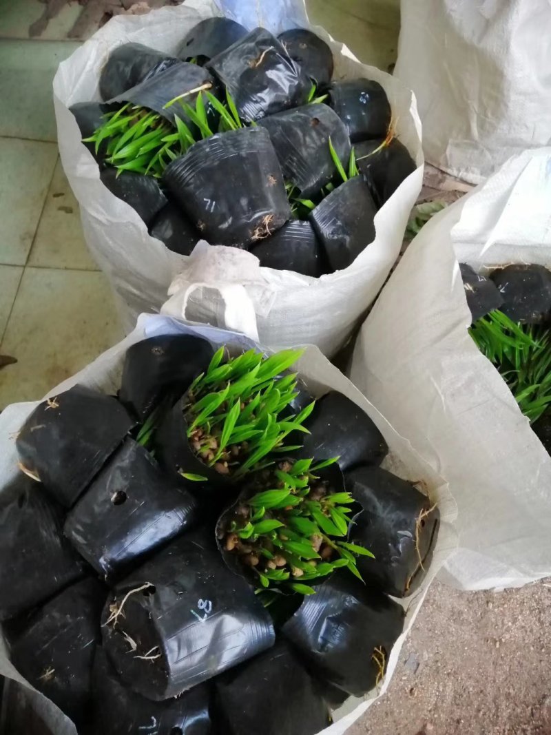蒲葵播种苗棕榈科植物园林绿化观叶植物