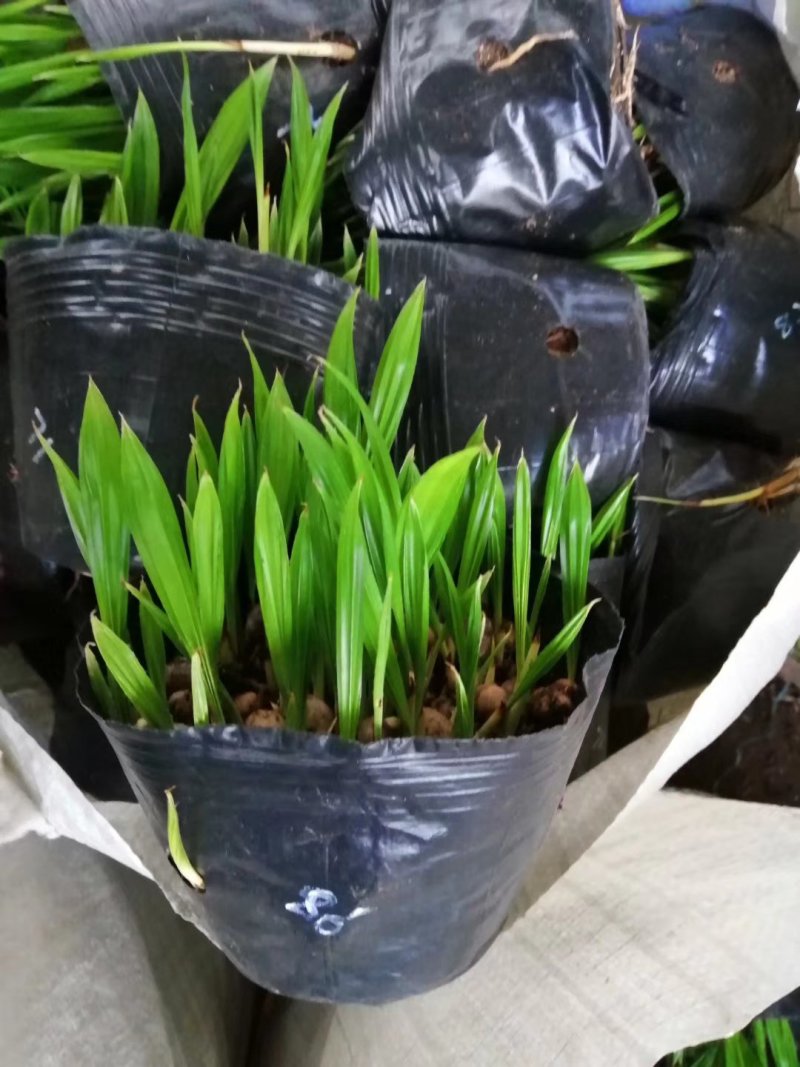 蒲葵播种苗棕榈科植物园林绿化观叶植物