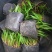 蒲葵播种苗棕榈科植物园林绿化观叶植物