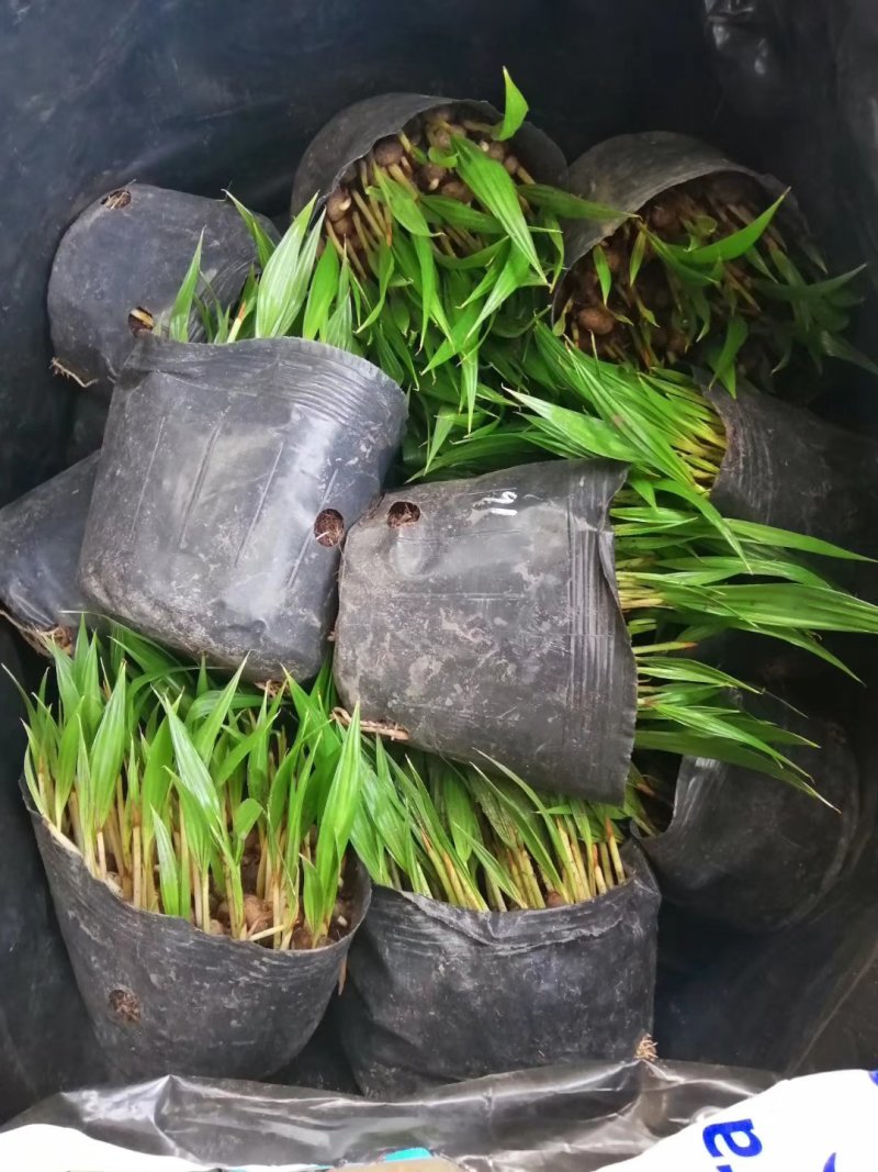 蒲葵播种苗棕榈科植物园林绿化观叶植物