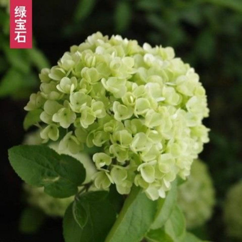 绣球苗绣球老桩无尽夏绣球花苗盆栽八仙花大花卉室内花阳台庭