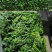 速冻荠菜荠荠菜常年供货