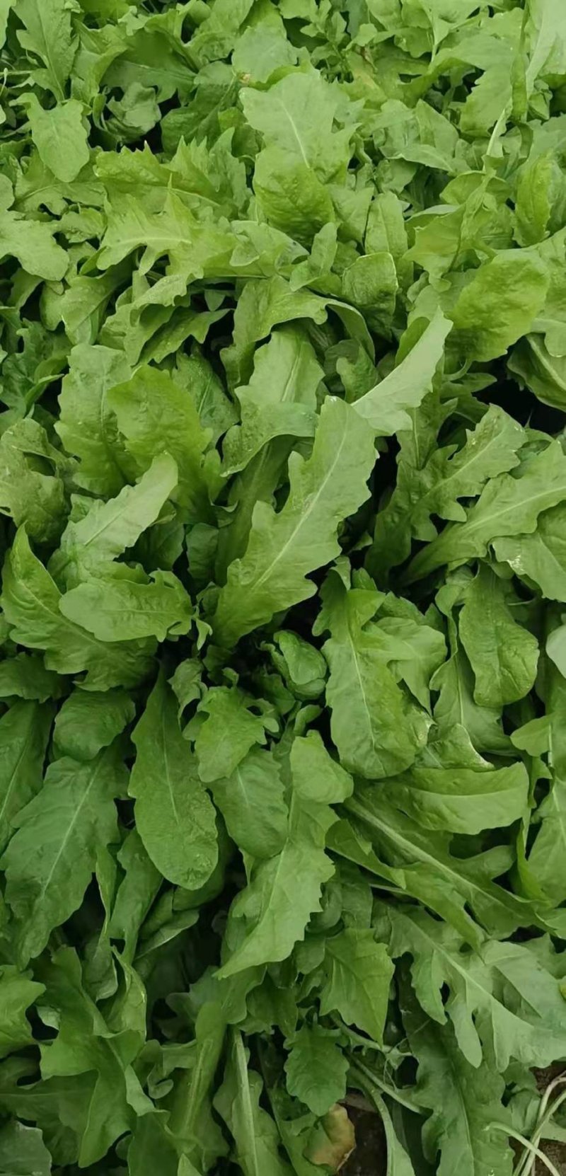 速冻荠菜荠荠菜常年供货