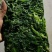 速冻荠菜荠荠菜常年供货