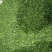 荠菜速冻荠菜碎速冻荠菜整颗