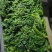 荠菜速冻荠菜碎速冻荠菜整颗