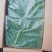 荠菜速冻荠菜碎速冻荠菜整颗