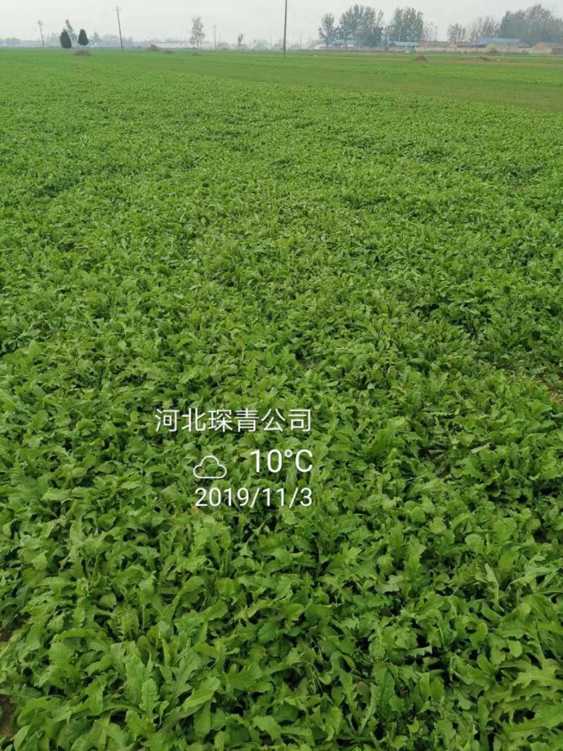 荠菜速冻荠菜碎速冻荠菜整颗