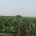 糯玉米