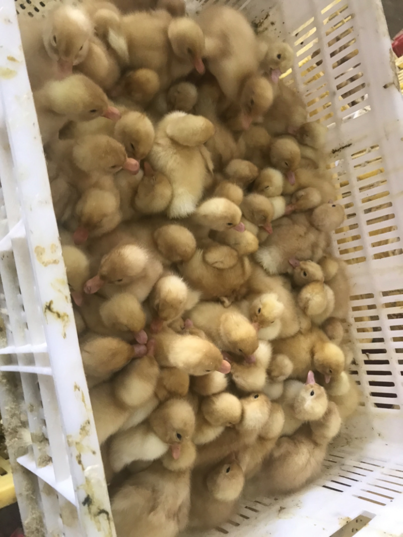 批发优质桂柳鸭苗（大白鸭苗）樱桃谷鸭苗/诚信商家质有保证