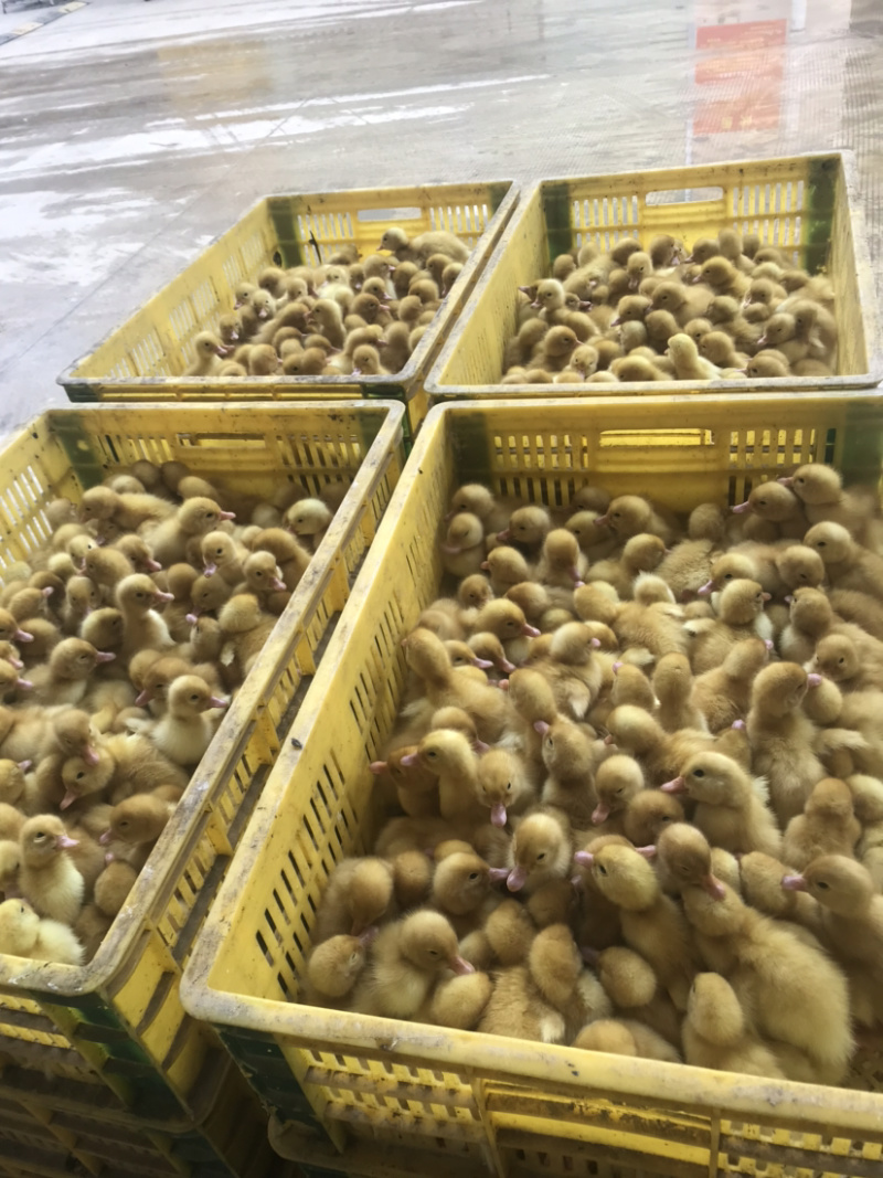 批发优质桂柳鸭苗（大白鸭苗）樱桃谷鸭苗/诚信商家质有保证