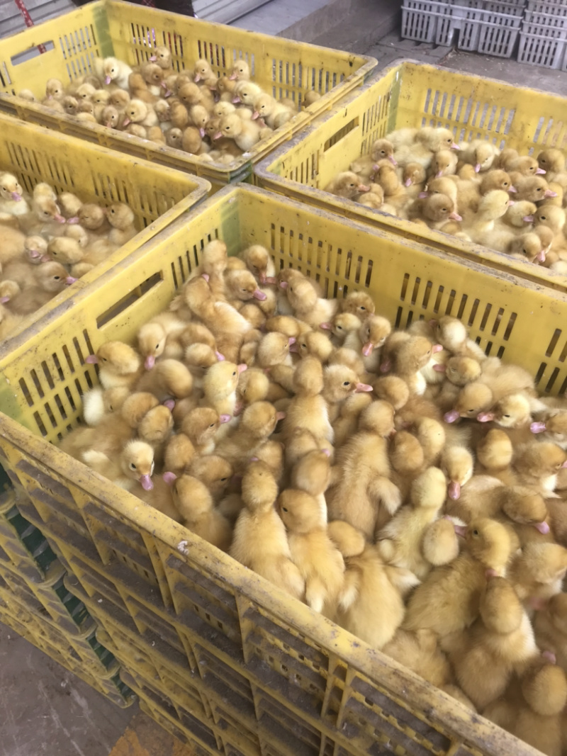 批发优质桂柳鸭苗（大白鸭苗）樱桃谷鸭苗/诚信商家质有保证