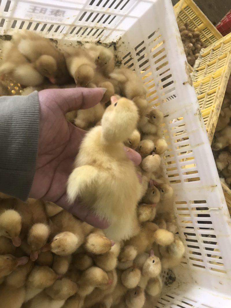 批发优质桂柳鸭苗（大白鸭苗）樱桃谷鸭苗/诚信商家质有保证