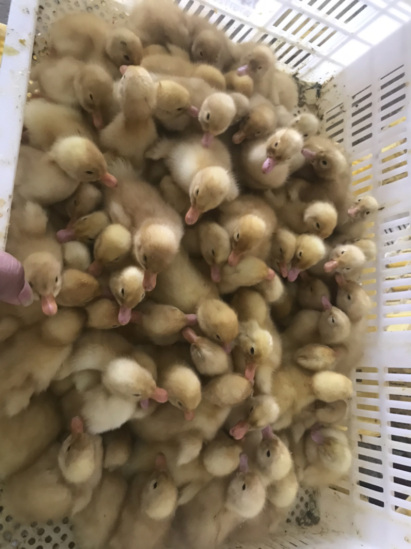 批发优质桂柳鸭苗（大白鸭苗）樱桃谷鸭苗/诚信商家质有保证