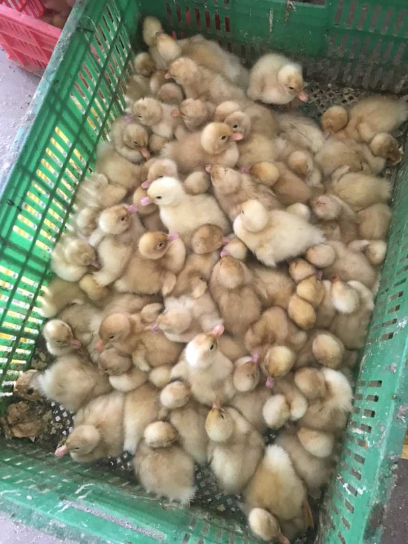批发优质桂柳鸭苗（大白鸭苗）樱桃谷鸭苗/诚信商家质有保证
