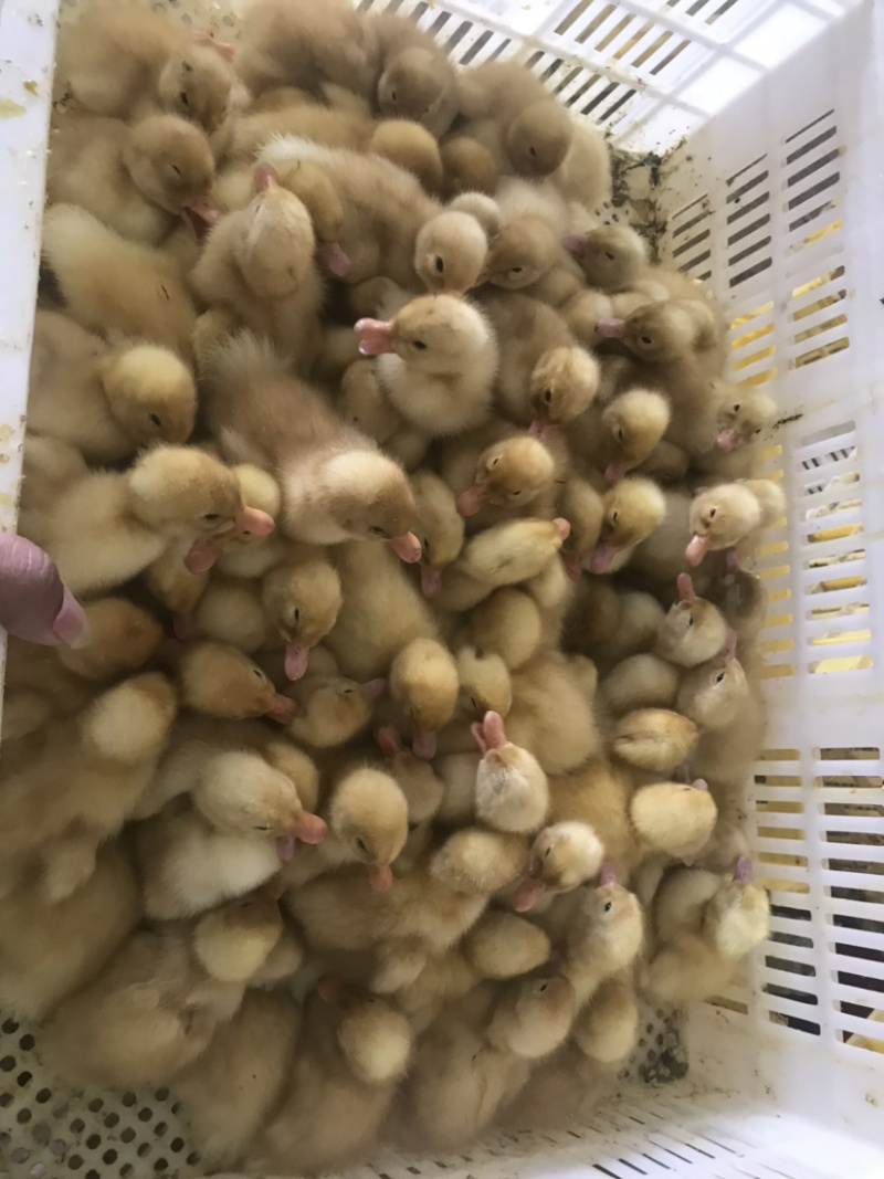 批发优质桂柳鸭苗（大白鸭苗）樱桃谷鸭苗/诚信商家质有保证