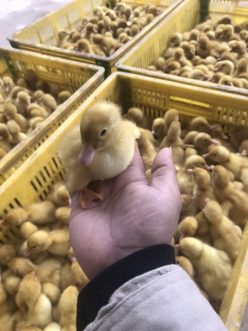 批发优质桂柳鸭苗（大白鸭苗）樱桃谷鸭苗/诚信商家质有保证