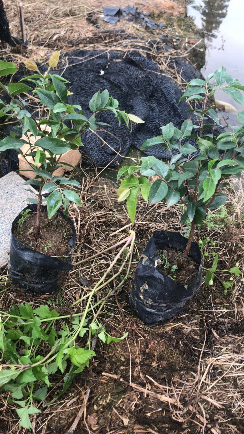 沙巴嘉宝果苗10-30公分左右高基地实拍可现场看货
