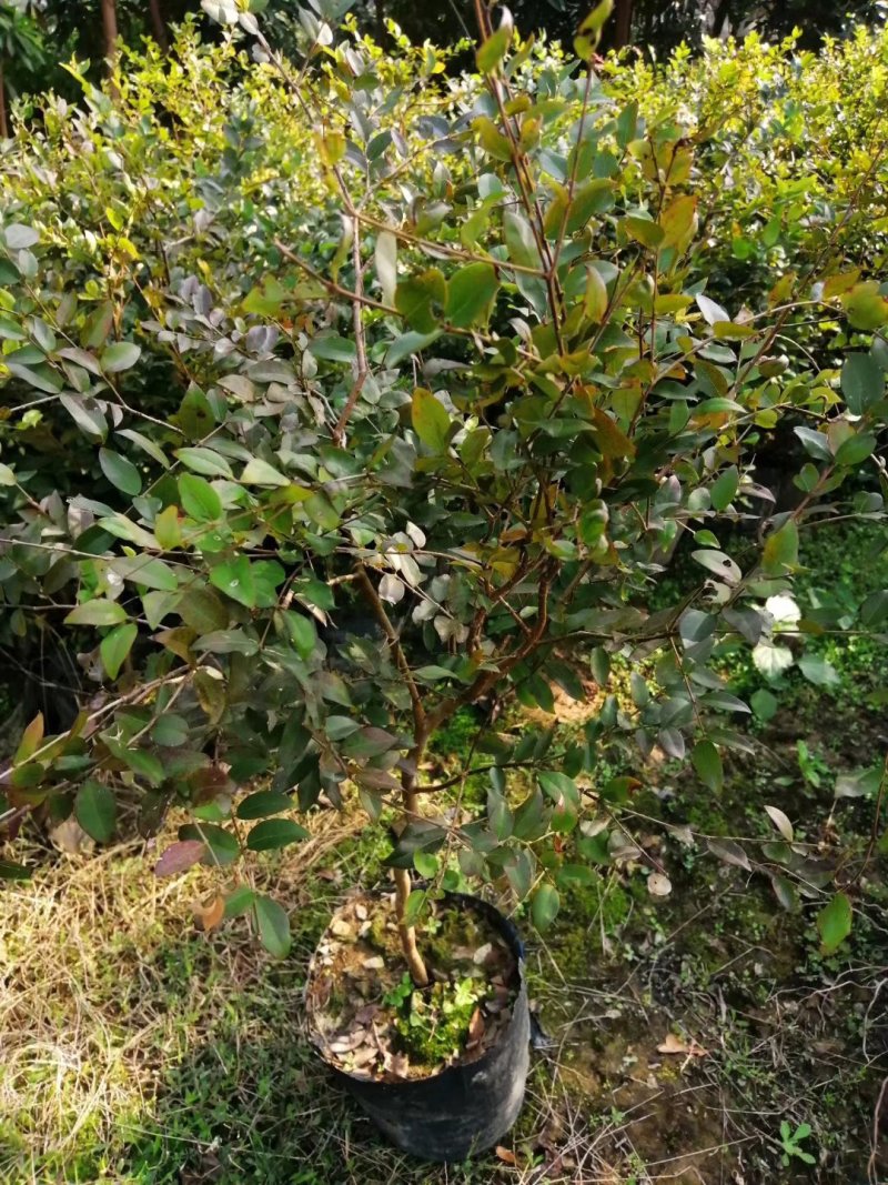 沙巴嘉宝果苗10-30公分左右高基地实拍可现场看货