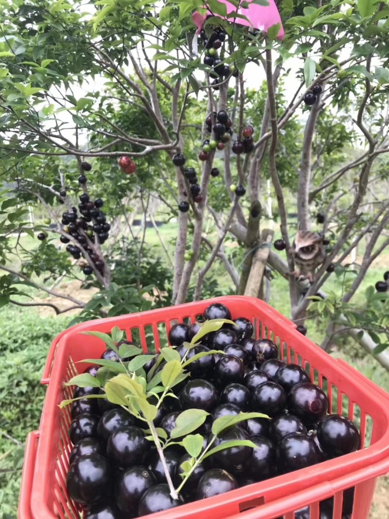 沙巴嘉宝果苗10-30公分左右高基地实拍可现场看货