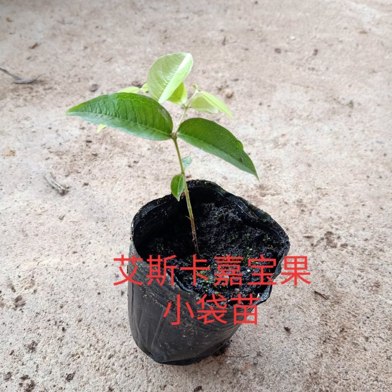 艾斯卡嘉宝果筛苗嘉宝果小袋苗批发花卉果树苗量大从优