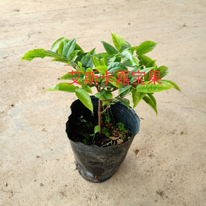 艾斯卡嘉宝果筛苗嘉宝果小袋苗批发花卉果树苗量大从优