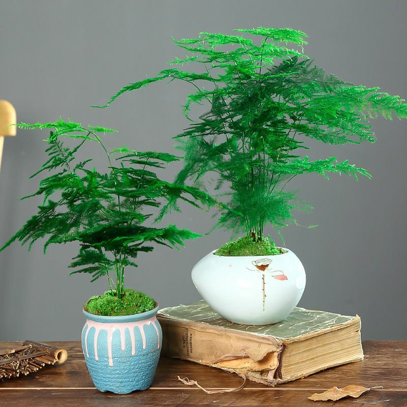 文竹盆栽苗净化空气苗四季常青苗室内种植苗量大优惠
