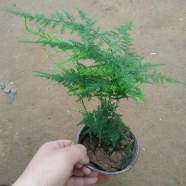 文竹盆栽苗净化空气苗四季常青苗室内种植苗量大优惠