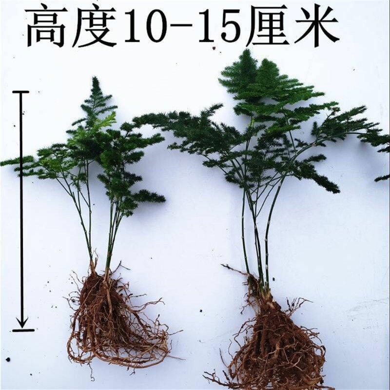 文竹盆栽苗净化空气苗四季常青苗室内种植苗量大优惠