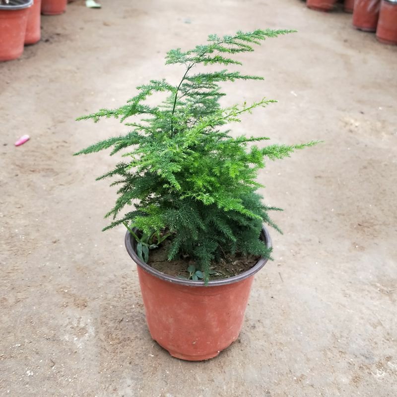 文竹盆栽苗净化空气苗四季常青苗室内种植苗量大优惠