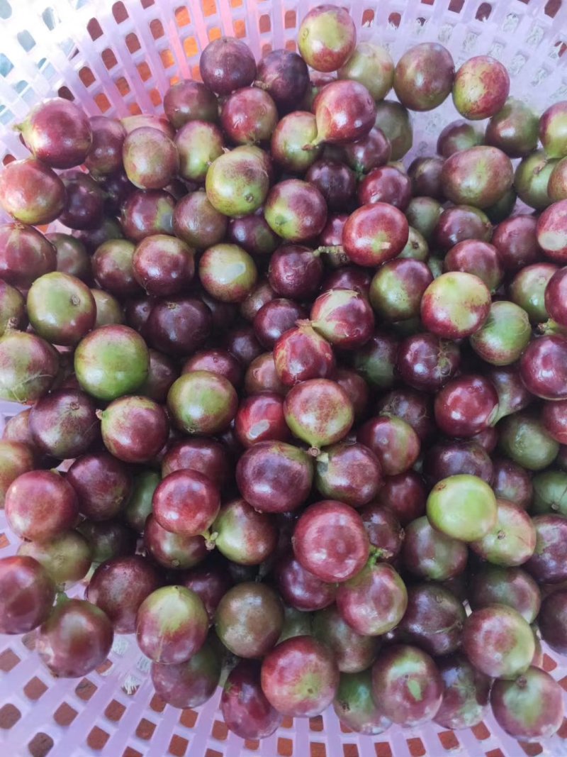 艾斯卡嘉宝果筛苗嘉宝果小袋苗批发花卉果树苗量大从优