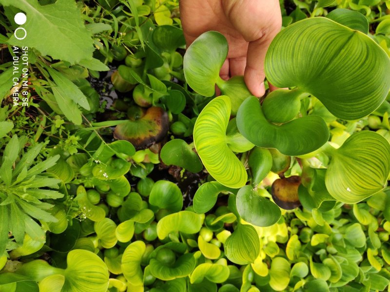 水葫芦繁殖能力强大