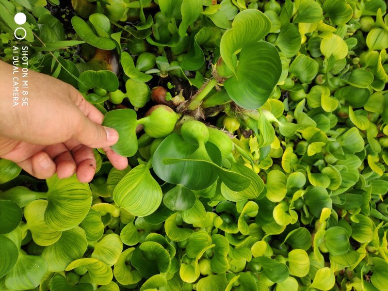 水葫芦繁殖能力强大