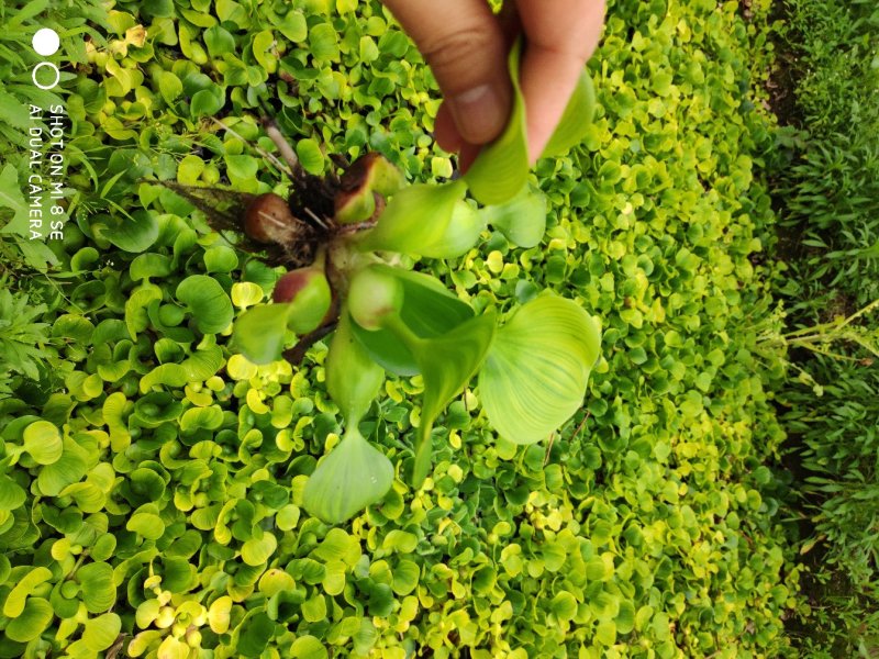 水葫芦繁殖能力强大