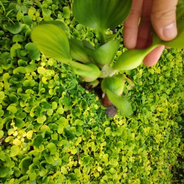 水葫芦繁殖能力强大